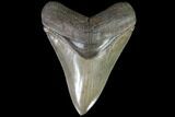 Serrated, Fossil Megalodon Tooth - Collector Quality #87085-1